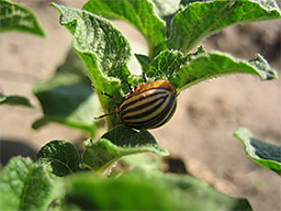 Колорадский жук в нашем огороде
