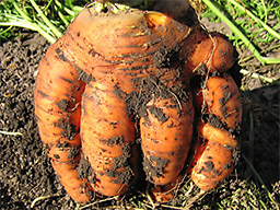Морковка-мутант